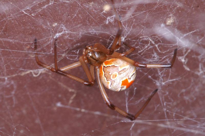 Latrodectus_hasselti_D3400_Z_85_E. of Nuendah homestead_Australie.jpg